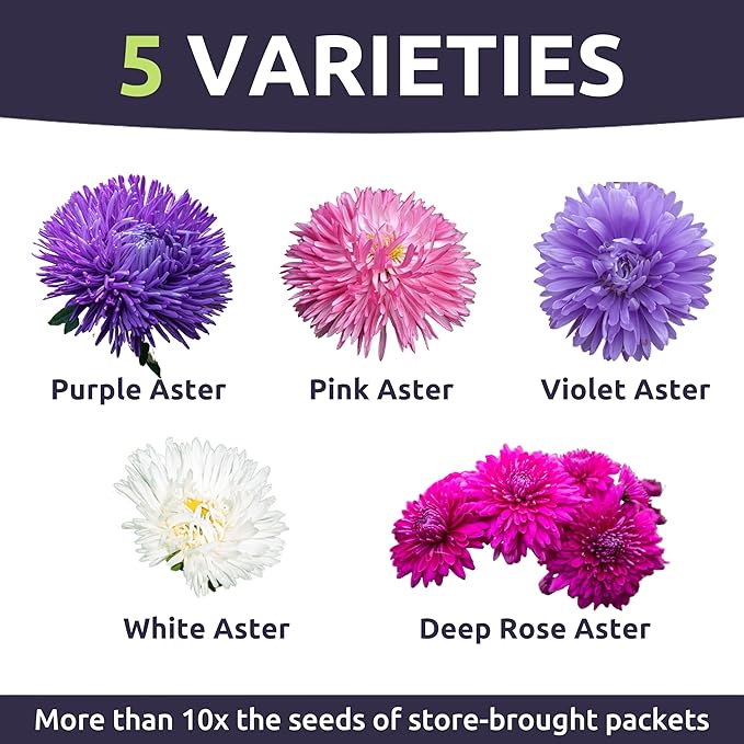 China Aster Seeds - Powder Puff Mix - Large 1 Ounce Packet - 15,000 Flower Seeds for Planting - Callistephus Chinensis