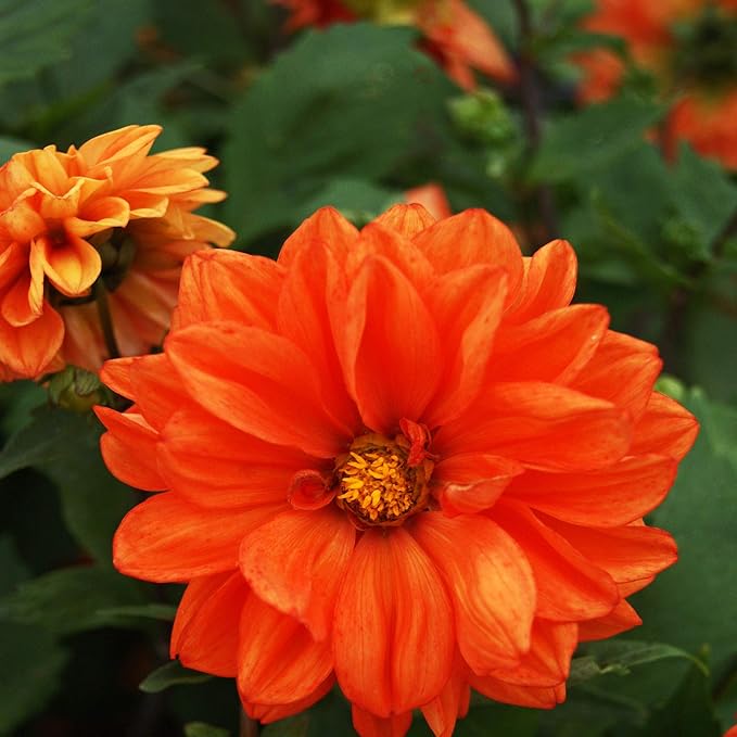 Outsidepride Opera Orange Dahlia Seeds for Planting - 200 Pcs Annual, Easy to Grow, Season-Long Flower Seeds with Colorful Blooms for Containers, Pots, Borders, & Gardens, Suitable as Cut Flower