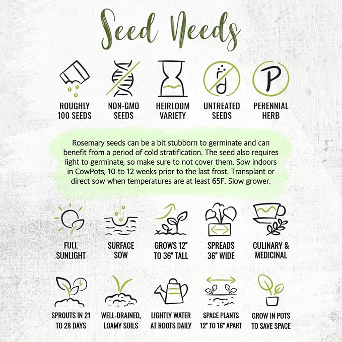 Seed Needs Rosemary Seeds for Planting - Non-GMO Heirloom & Untreated Perennial Herbs to Plant a Medicinal & Culinary Kitchen Garden Indoors or Outdoors (2 Packs)