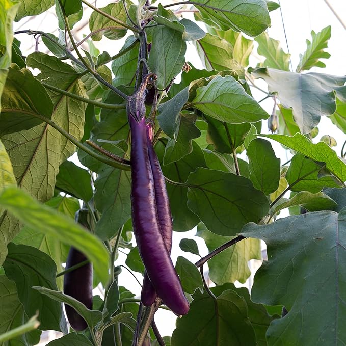 Banyan Botanicals Organic Eggplant Seeds – Ping Tung Long (Solanum Melongena) Seeds – Asian Eggplant – 30 Count – Open Pollinated Non-GMO