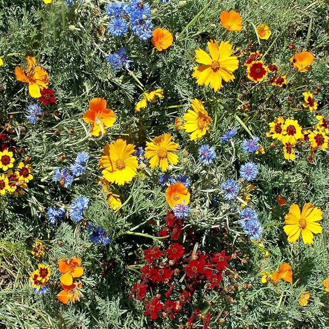 Outsidepride Gulf Coast Wildflower Seed Mix - 1/4 lb Perennial & Annual Wild Flowers for Full Sun & Partial Shade - Ideal for Pollinator Gardens & Vibrant Landscapes for Southern Florida & Texas