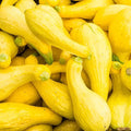Crookneck Summer Squash Garden Seeds - 1 Oz - Organic, Heirloom, Non-GMO - Vegetable Gardening Seed