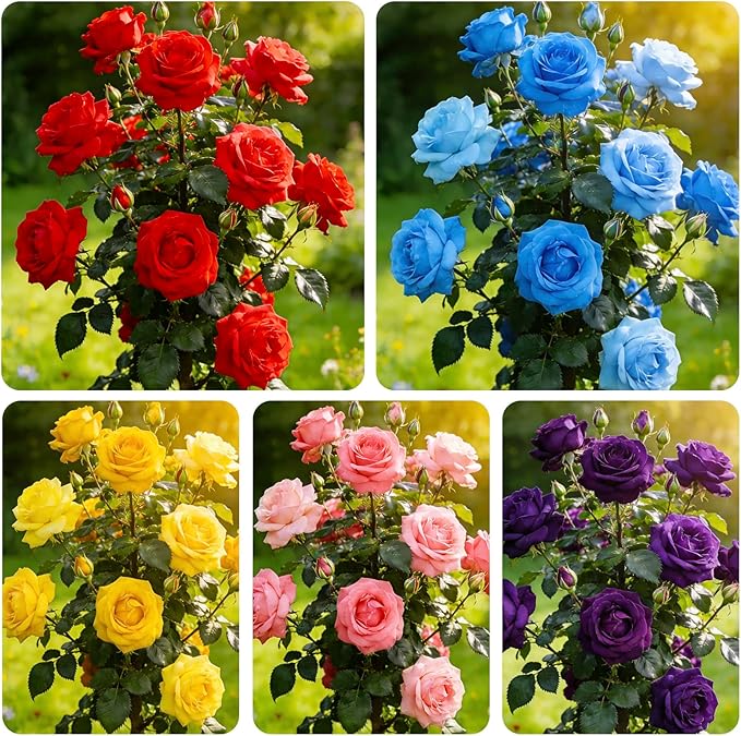 295+ Roses Flower Tree Seeds for Planting-Non-GMO Heirloom Plant Seeds Garden Outdoor