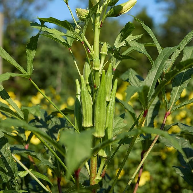 Burpee Clemson Spineless Okra Seeds - Classic High-Yield Variety