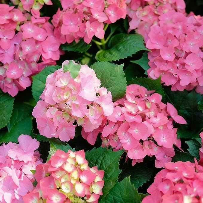 50 Hydrangea Macrophylla Seeds, Pink Hydrangea Plants Flower Seed for Planting, Perennial Non-GMO Hydrangea Seed for Home Garden Outdoor