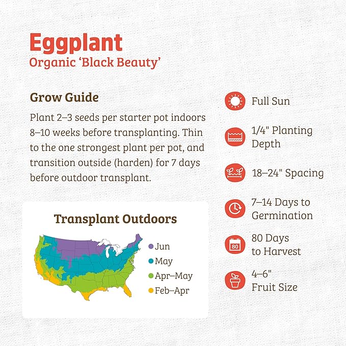 Back to The Roots 100% Organic Seed Packet - Eggplant 'Black Beauty' 140mg