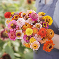 Eden Brothers Zinnia Seeds - Scabiosa Flowered Mix, Non-GMO Seeds for Planting, 1 oz | Low-Maintenance Flower Seeds, Plant During Spring, Zones 3, 4, 5, 6, 7, 8, 9, 10