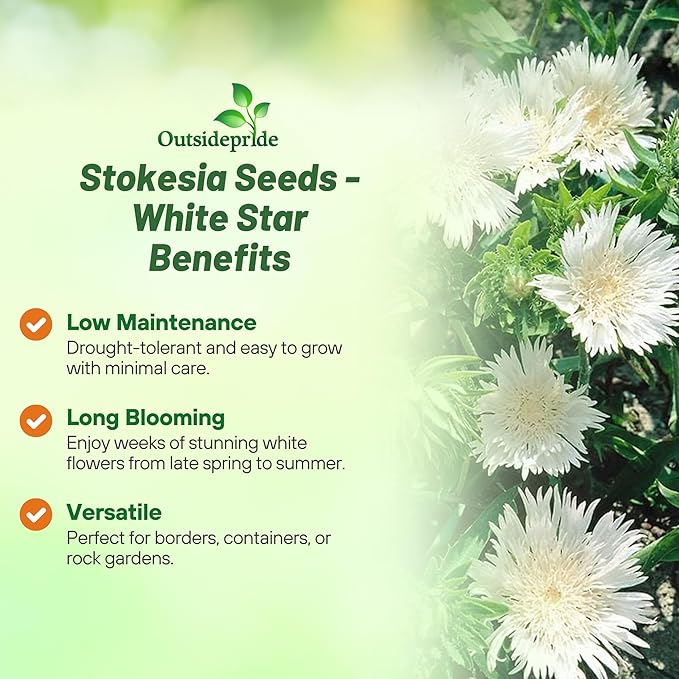 Outsidepride White Star Stokesia Seeds - 50 Pcs. Perennial, Compact, Easy to Grow & Drought Tolerant, Flower Seeds for Planting Fragrant Aster-Like White Blooms for Landscaping & Pollinator Gardens