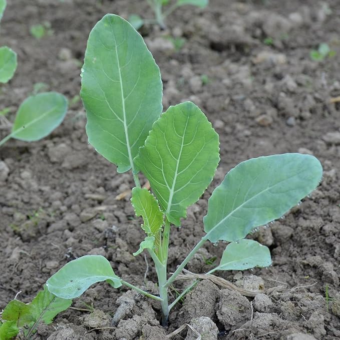 Seed Needs, Purple Sicily Cauliflower Seeds - 100 Heirloom Seeds for Planting Brassica oleracea botrytis - Non-GMO & Untreated for an Outdoor Garden (5 Packs)