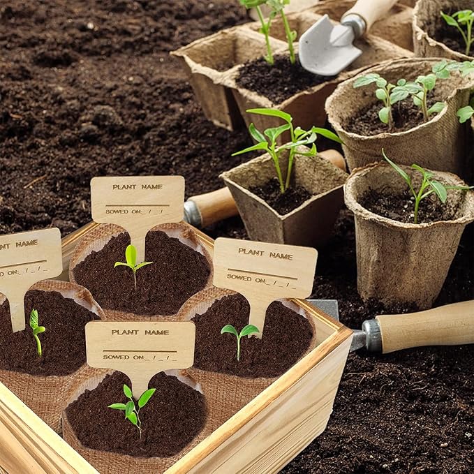 Meekear Indoor Starter 4 Kit with Complete Gardening Kit & Wooden Box, Growing into Shasta Daisy, Cornflower, Sunflower, Zinnia