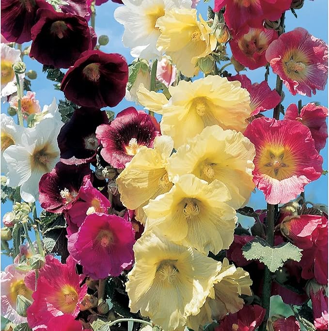 Park Seed Happy Lights Hollyhock Flower Seeds – Vibrant Single Blooms, Rust-Resistant Mix, Tall Garden Border Plant, Easy to Grow in Full Sun, Summer Color Variety – Pack of 25