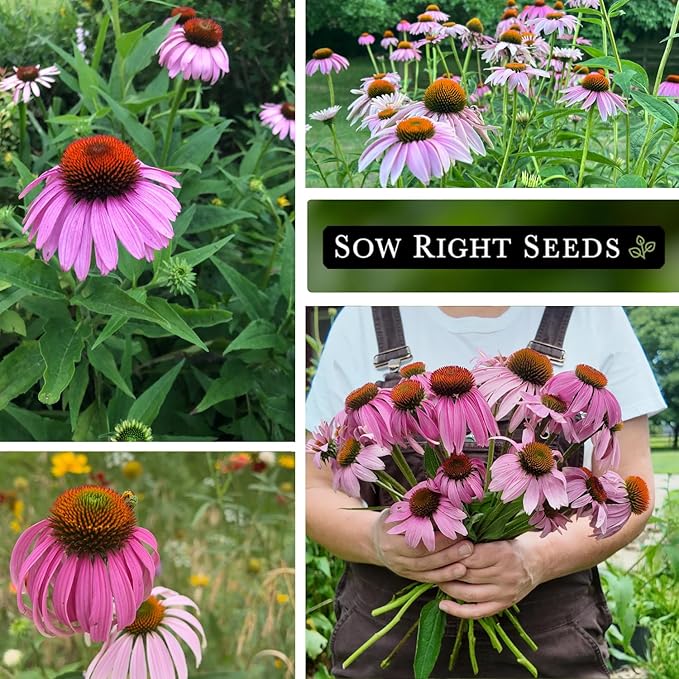 Sow Right Seeds - Purple Coneflower/Echinacea Flower Seeds for Planting - Non-GMO Heirloom - Plant for an Herbal Tea Garden - Attract Pollinators - Great Cut and Come Back Flower (1)