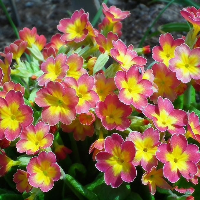 1000+ Primrose Primula Flower Seeds for Planting, Mixed Color Double Primula Seed, Perennial Plants, Non-GMO Heirloom Primrose Flower Seeds for Home Garden Outdoor