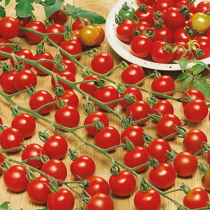200pcs Waterfall Tomato Seeds - Heirloom, Non-GMO, High-Yield Variety - Complete Planting Guide Included for Home Gardens, Perfect Gardening Gift (Waterfall Tomato Seeds)