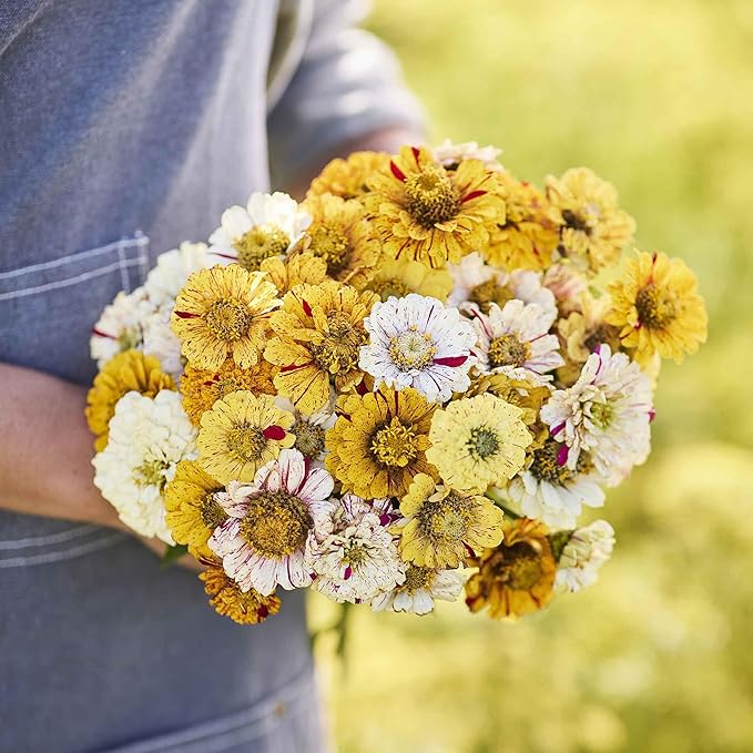 Eden Brothers Zinnia Seeds - Peppermint Stick Mixed, Non-GMO Seeds for Planting, 1 oz | Low-Maintenance Flower Seeds, Plant During Spring, Zones 3, 4, 5, 6, 7, 8, 9, 10