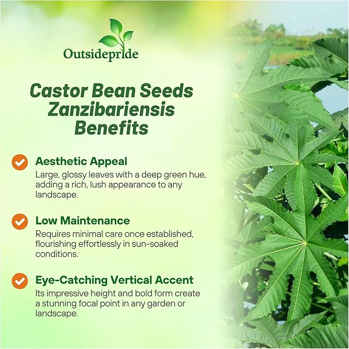 Outsidepride Zanzibariensis Castor Bean Seeds - 50 Pcs Annual Quick-Growing Tropical Flower Seeds for Planting Vibrant Foliage & Colorful Blooms for Eye-Catching Borders, Gardens & Landscapes
