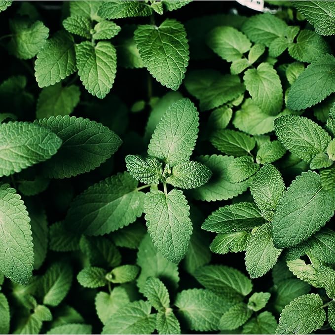 MagJo Spearmint Loose Leaf Tea 1 Pound Dried Herb