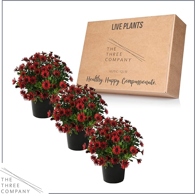 Live Flowering Osteospermum Plant - Red (3 Plants Per Pack) - Beautiful African Daisies - Early Spring Color - 12" Tall by 5" Wide in 1 Qt Pot