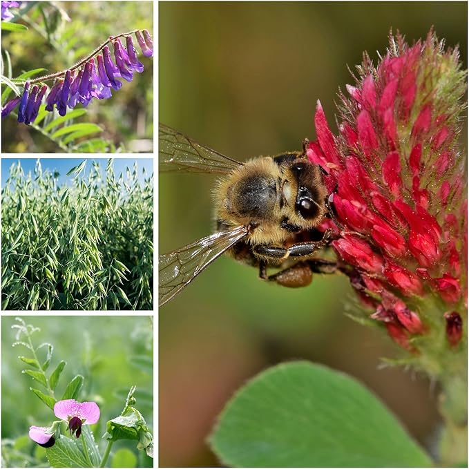 Cover Crop Seed Mix Organic - Pollinator & Bee Friendly Cover Crop Mix - 1/4 lb ~3,800 Seeds - Clover Cover Crop Blend - Includes Hairy Vetch Cover Crop Seeds, Crimson Clover, Peas, & Oats