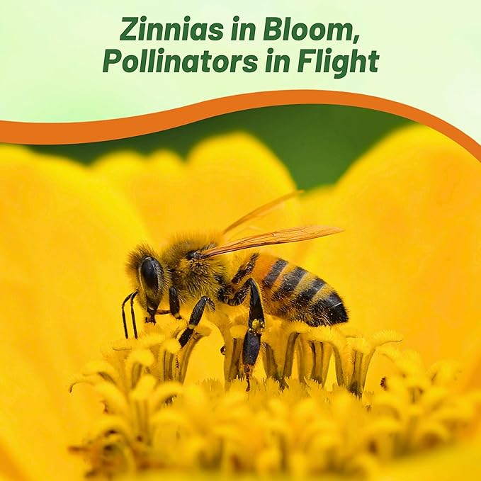 Outsidepride Profusion Yellow Zinnia Seeds - 50 Pcs Annual Flower Seeds, Easy to Grow, Drought-Tolerant, Hardy & Deer-Resistant, Ideal for Cut Flowers, Butterfly Gardens & Landscape Border