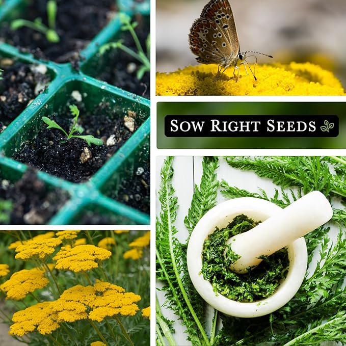 Sow Right Seeds - Achillea Yarrow Gold Flower Seeds for Planting - Flowers to Plant in Your Garden - Non-GMO Heirloom Packet with Instructions - Favorite Perennial to Attract Pollinators (3)