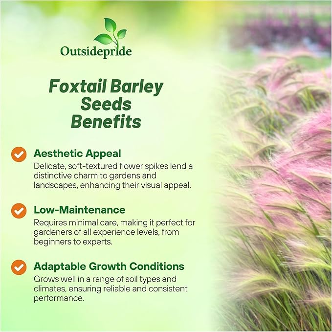 Outsidepride 1000 Seeds Perennial Hordeum Jubatum Foxtail Barley Ornamental Grass Seed for Planting