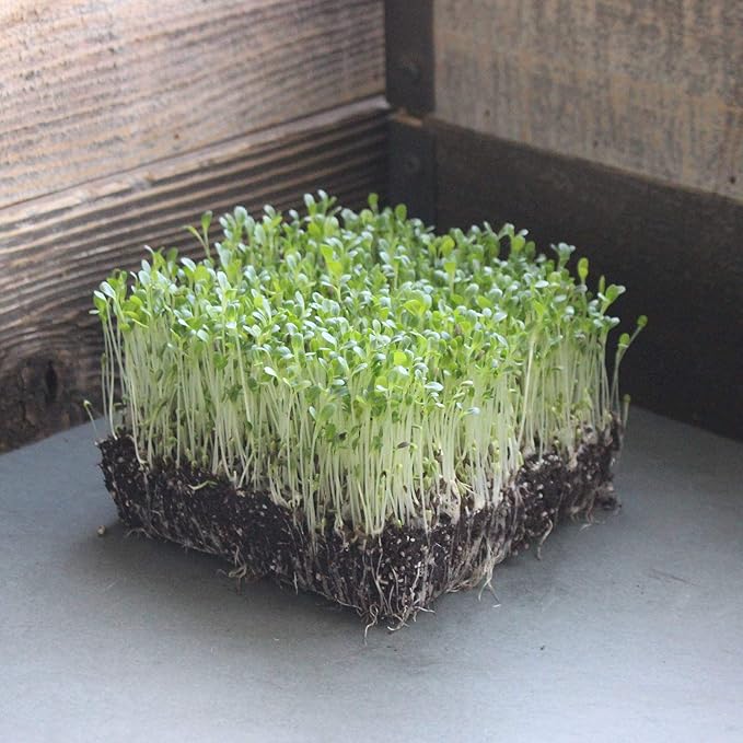 Waldmanns Green Lettuce Seeds: 4 Oz - Non-GMO Vegetable Garden & Microgreens Seeds - Micro/Baby Salad Greens