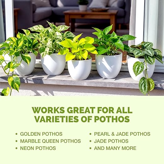 Pothos Fertilizer – Liquid Plant Food for Lush Growth, Stronger Roots & Vibrant Leaves, 8 oz