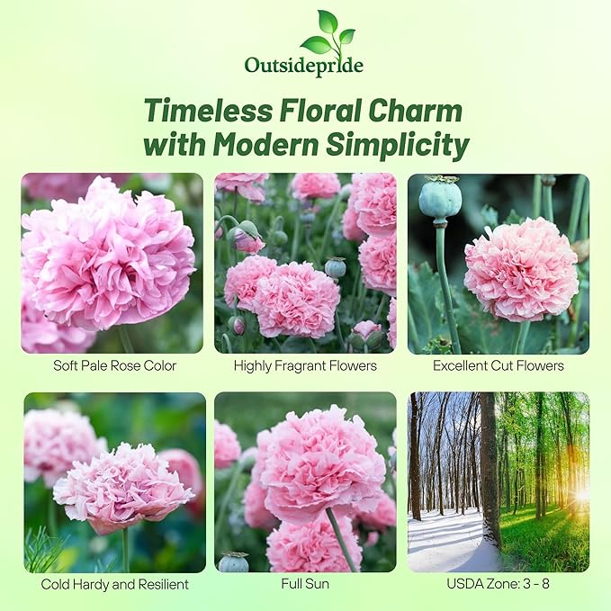 Outsidepride Peony Pale Rose Poppy Seeds for Planting - 5,000 Pcs Annual, Drought-Tolerant & Easy to Grow Wildflower Seeds with Vibrant Light Pink Blooms for Landscaping, & Pollinator Garden