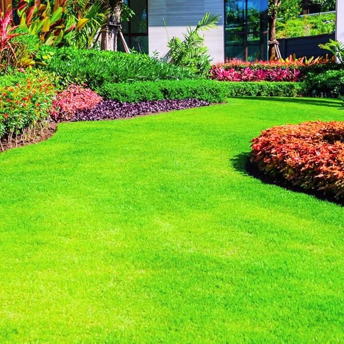 12000 Zoysia Grass Seeds Zoysia Seeds Lawngrass Seeds for Growing Low-Maintenance Lawns in Home Yards and Gardens