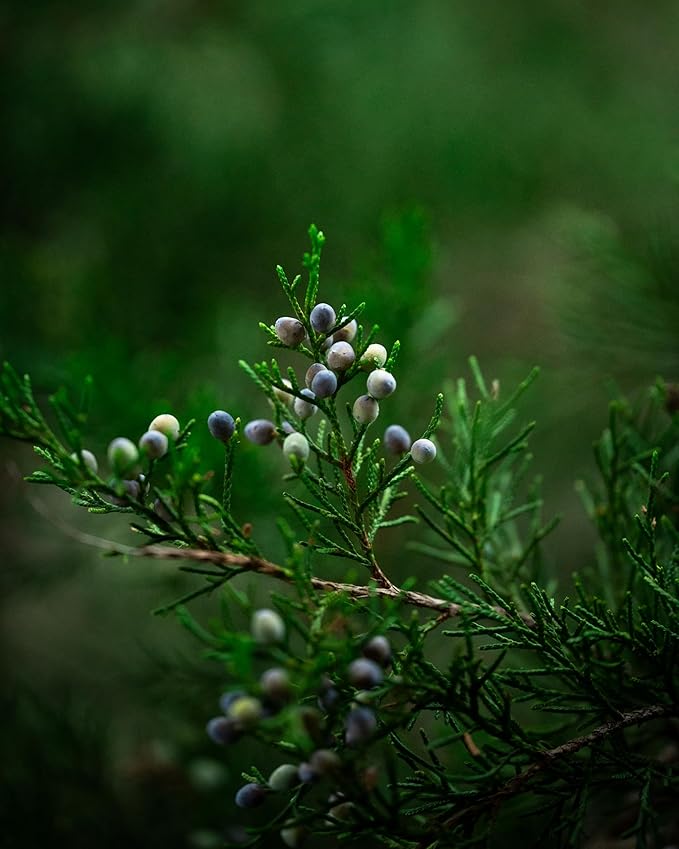 Juniper Berries - 16Oz (Real Wild Harvest) | 100% USDA Certified Organic | Bulk Juniper Berry (juniperus communis fructus) | Herbal Infusion| Cooking Meat | Seasoning Beef, Pork, Turkey Brine, Soups, Syrups and Tea | Wildcrafted in Albania