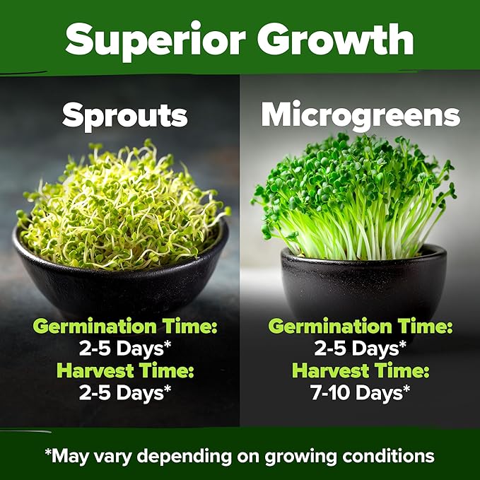 HOME GROWN Broccoli Seeds 8 oz - for Sprouting or Microgreens High Germination Sprout Seeds Nutritious Micro Greens - Broccoli Sprouts in 5 Days - Sulforaphane Rich