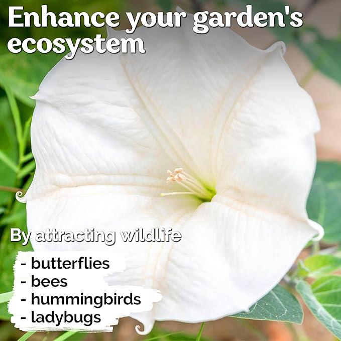 KVITER 40 White Moonflower Seeds – Moon Flower Seeds for Planting/Flower Seeds to Plant Outside – Ideal Flowering Bushes for Moon Garden, Night-Time Enchantment of Outdoor Garden