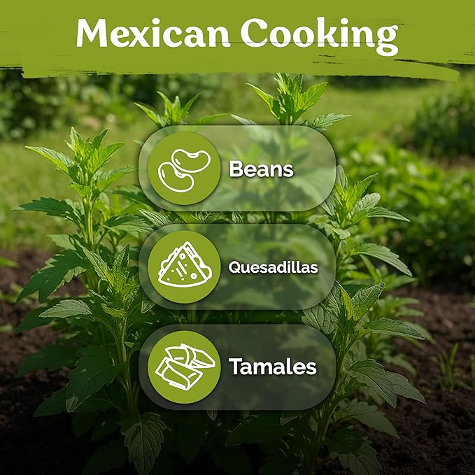 KVITER 250 Epazote Seeds (Chenopodium Ambrosoides) - Semilla de Epazote Mexicano Heirloom Seeds, Apazote Planta Seed for Planting - High Germination Rate, Ideal for Herb Garden