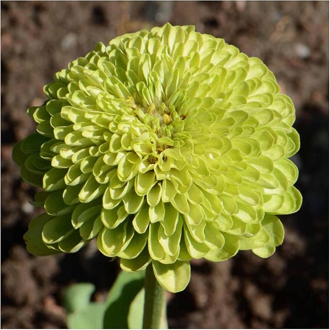 Seed Needs Lime Green Envy Zinnia Seeds for Planting - Heirloom & Open Pollinated Annual Cut Flowers - Grow a Butterfly Garden to Attract Pollinators (1 Pack)