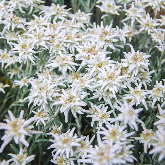 Outsidepride Edelweiss Seeds - 10000 Pcs. Perennial, Drought-Tolerant & Easy to Grow, Ground Cover Seeds for Planting Silvery Foliage & Clustered Wooly White Blooms for Xeriscaping & Versatile Uses