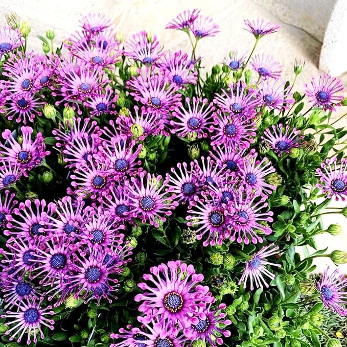 African Daisy Seeds, Purple Blue Gerbera, 150 Pieces, Perennial Flowers for Garden