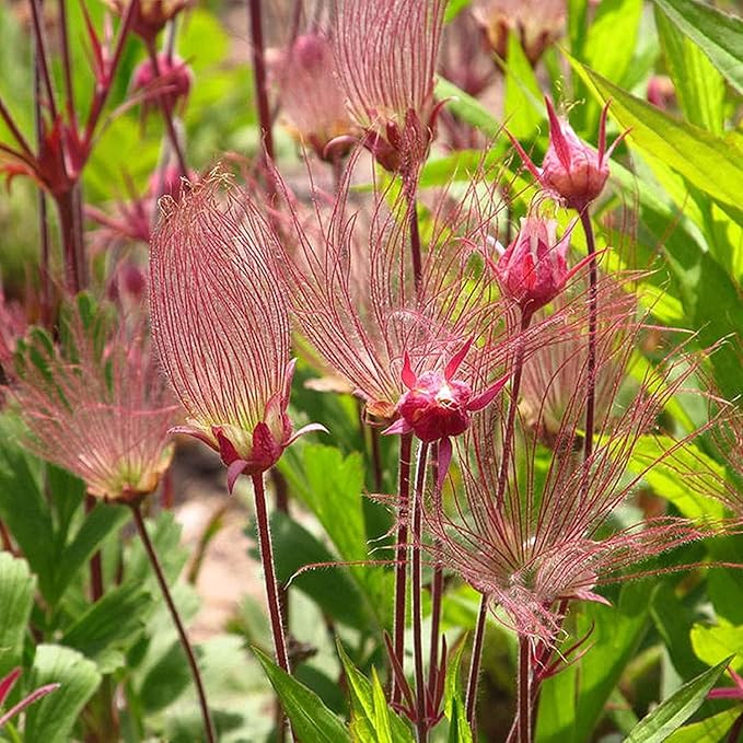 Prairie Smoke Seeds, Geum Triflorum, 50 Pieces, Pink Native Wildflower with Smoky Seed Heads