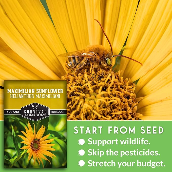 Survival Garden Seeds - Maximilian Sunflower (Helianthus maximiliani) | 10-Foot Prairie Giant | Fall Blooming Pollinator Magnet | North American Native Wildflower Seed for Planting - 1 Pack