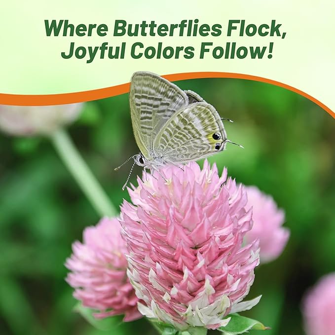 Outsidepride Salmon Gomphrena Seeds - 1000 Pcs Annual, Heat & Drought Tolerant, Pollinator Friendly Globe Amaranth Seeds for Planting w/Vibrant Round Blooms for Beds, Borders, and Arrangements