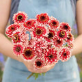 Eden Brothers Zinnia Seeds - Zinderella Fizz
