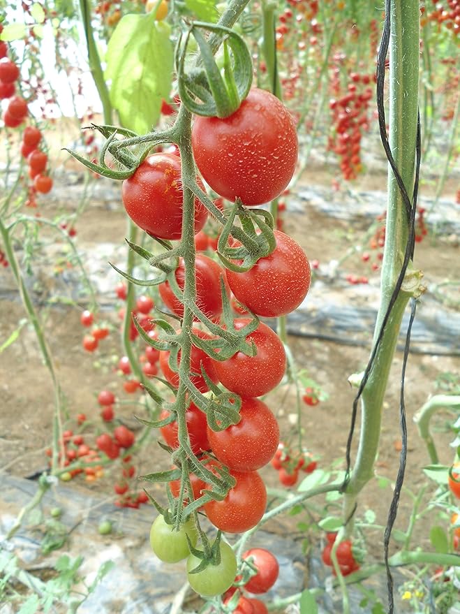 Seeds Red Cherry Tomato Tall Bush Heirloom Vegetable Non GMO