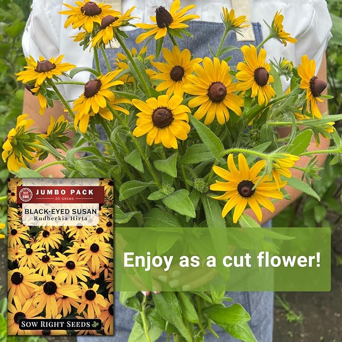 Sow Right Seeds - Black Eyed Susan Flower Seeds for Planting - 75000 Seeds, 20 Grams - Non-GMO Heirloom Bulk Jumbo Pack to Plant a Home Garden - Perennial Wildflowers Attract Pollinators