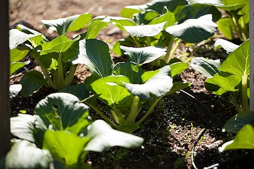 Native Soil Natural Fertilizer and Soil Conditioner (1 Pound)
