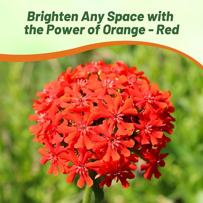 Outsidepride Arkwrightii Lychnis Seeds - 2000 Pcs Perennial Flower Seeds with Long Blooming Season & Attractive to Pollinators, Easy to Propagate for Borders, Containers, or Cottage Gardens