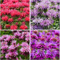 1100+ Perennial Mix Bee Balm Flower Seeds for Planting-Non-GMO Heirloom Plant Seeds Garden Outdoor