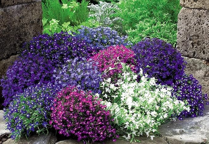 KIRA SEEDS - Seeds Lobelia Сascade Mix - Annual Flowers for Planting - GMO Free