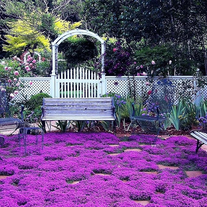 18000+ Magic Creeping Thyme Seeds for Planting Ground Cover Plants Heirloom Flowers Perennial Thyme Non-GMO Thymus Serpyllum Seed