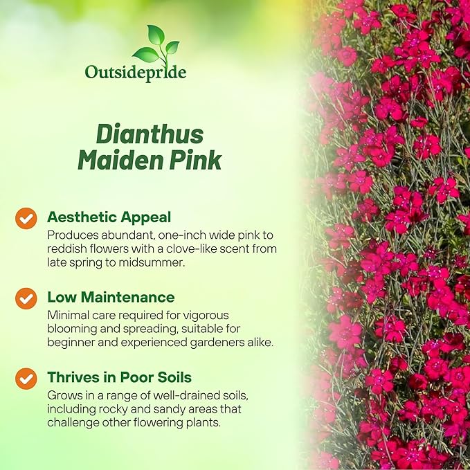 Outsidepride Deltoides Maiden Pink Dianthus Seeds for Planting - 10000 Pcs Easy to Grow Hardy Perennial Flower Seeds with Colorful & Fragrant Blooms for Mixed Planting, Containers & Pollinator Gardens