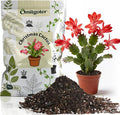 All-Natural Christmas Cactus Potting Soil Mix 2qt- Premium Well-Draining & Aerated ，Designed Specifically for Succulents and Cacti